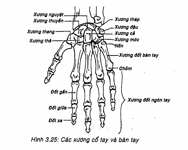 Mô hình cơ bàn tay với mạch máu và dây thần kinh
