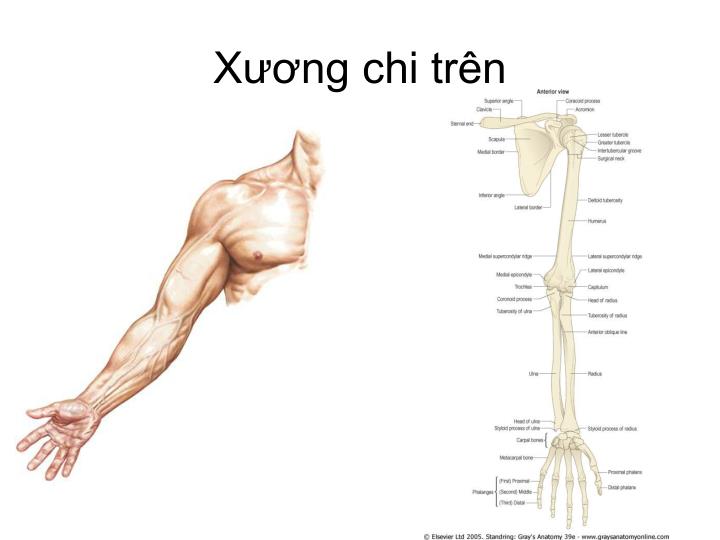 MÔ HÌNH GIẢI PHẪU CƠ VÀ THẦN KINH CHI TRÊN