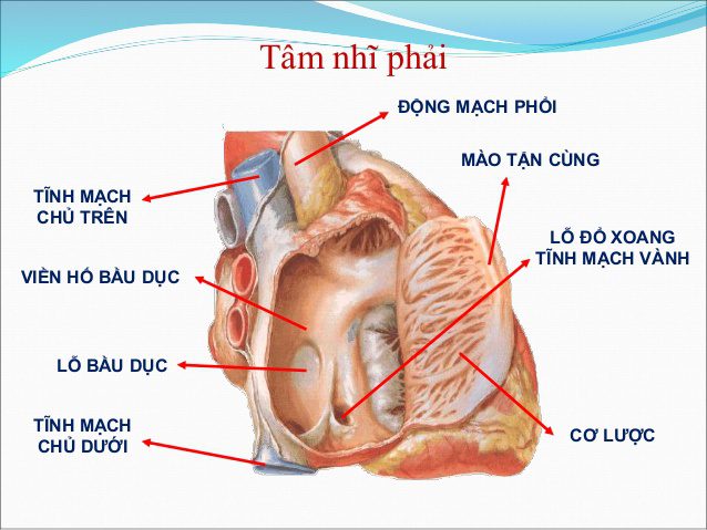 Mô hình giải phẫu tim có độ phóng đại 5 lần  Giá Sendo khuyến mãi  2300000đ  Mua ngay  Tư vấn mua sắm  tiêu dùng trực tuyến Bigomart