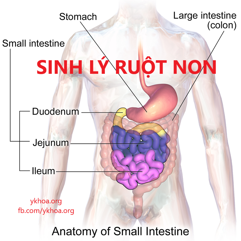 Sinh Ly Sinh Ly Tieu Hoa Ruột Non Thong Tin Va Kiến Thức Y Khoa Cập Nhật Mới Nhất