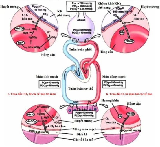 Sự vận chuyển O2 và CO2 trong cơ thể: Cơ chế và Tầm quan trọng