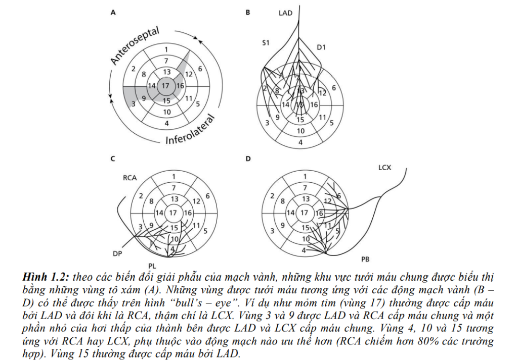 [ECG Số 1] Giải phẫu và điện học sinh lý cơ bản › Y khoa