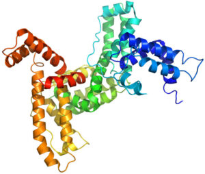 vitamin D-binding protein