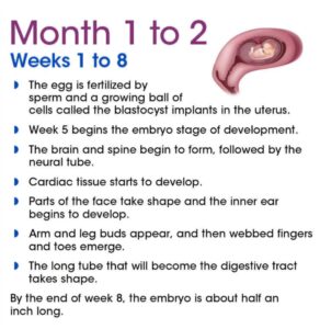 changes during pregnancy scaled1