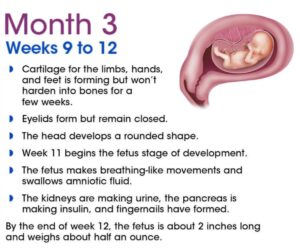 changes during pregnancy scaled2