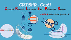 crispr cas9