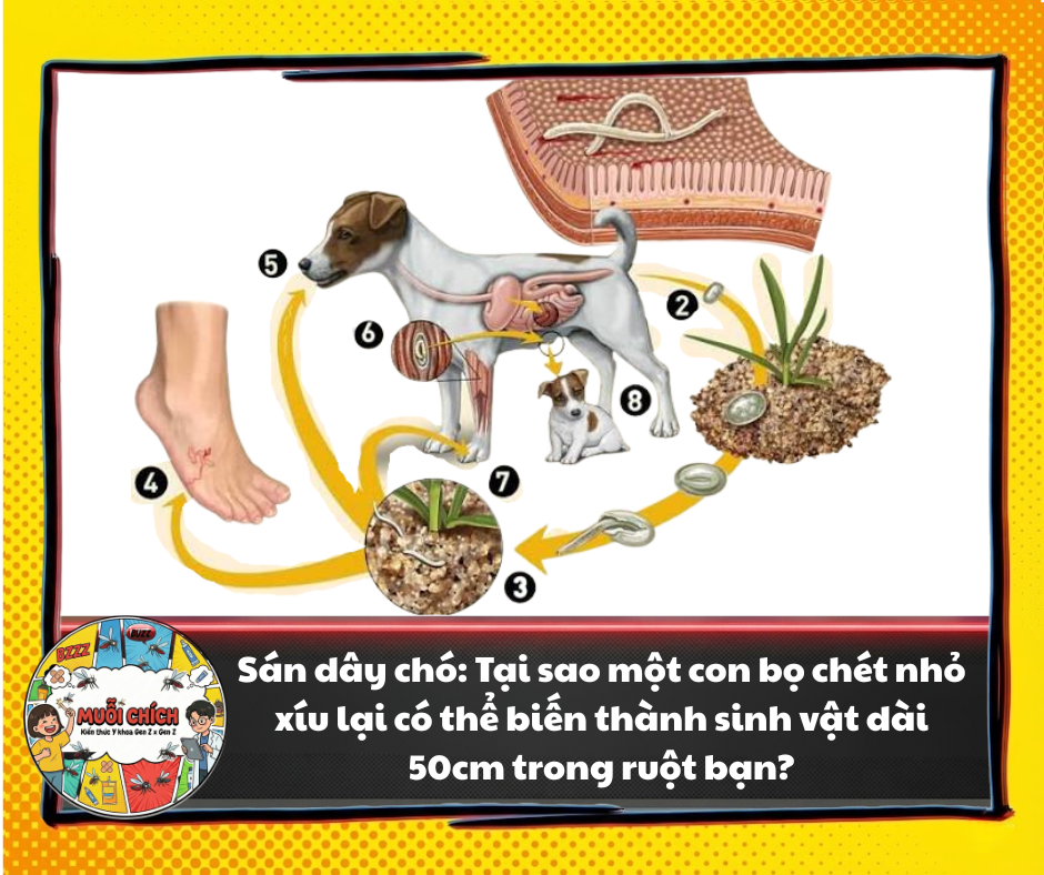 Sán dây chó: Tại sao một con bọ chét nhỏ xíu lại có thể biến thành sinh vật dài 50cm trong ruột bạn? Hinh anh 2