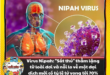 Virus Nipah: "Sát thủ" thầm lặng từ loài dơi và nỗi lo về một đại dịch mới có tỷ lệ tử vong tới 70% Hinh anh 3 1