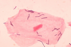 250px Lactobacillus sp 01