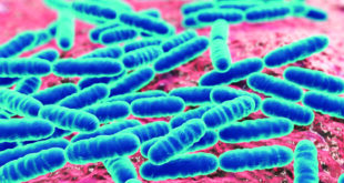 Lactobacillus gut microbiota scaled 1