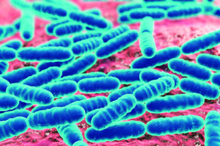 Lactobacillus gut microbiota scaled 1