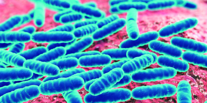 Lactobacillus gut microbiota scaled 1
