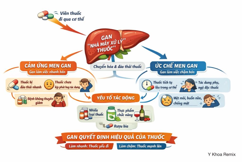 Cảm ứng và ức chế men gan – yếu tố thầm lặng quyết định hiệu quả thuốc. POST 2.3 cam ung va uc che men gan 1