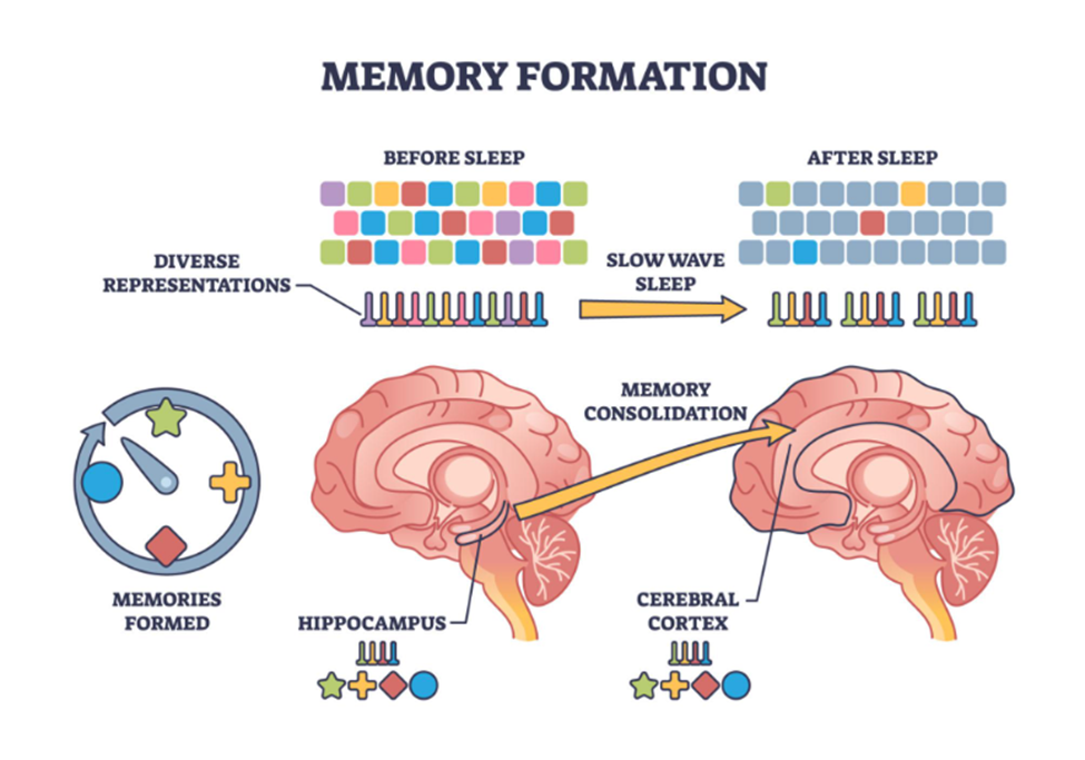 Hình minh họa quá trình củng cố trí nhớ, trong đó thông tin ban đầu được mã hóa tại hồi hải mã, sau đó trong giấc ngủ sóng chậm được tái hoạt và chuyển dần để lưu trữ bền vững tại vỏ não, biến trí nhớ ngắn hạn thành trí nhớ dài hạn.
