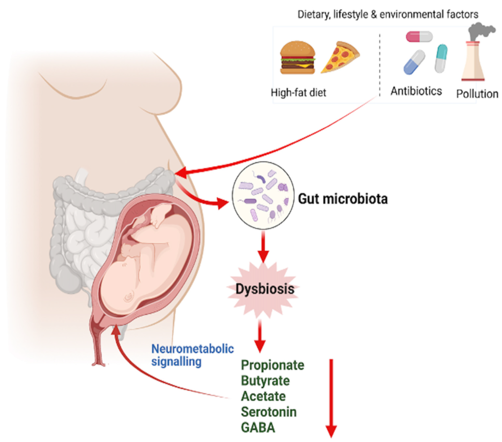 Hình minh họa chế độ ăn và môi trường của mẹ ảnh hưởng đến hệ vi sinh đường ruột, từ đó tạo ra các chất chuyển hóa (như indole và SCFAs) tác động đến tín hiệu chuyển hóa và sự phát triển của thai nhi