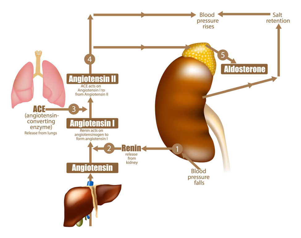 Hình minh họa cơ chế RAAS theo trình tự: khi huyết áp giảm, thận tiết renin → chuyển angiotensinogen (từ gan) thành angiotensin I → men ACE ở phổi chuyển thành angiotensin II → kích thích tuyến thượng thận tiết aldosterone, gây giữ muối nước → tăng thể tích máu và làm huyết áp tăng trở lại.