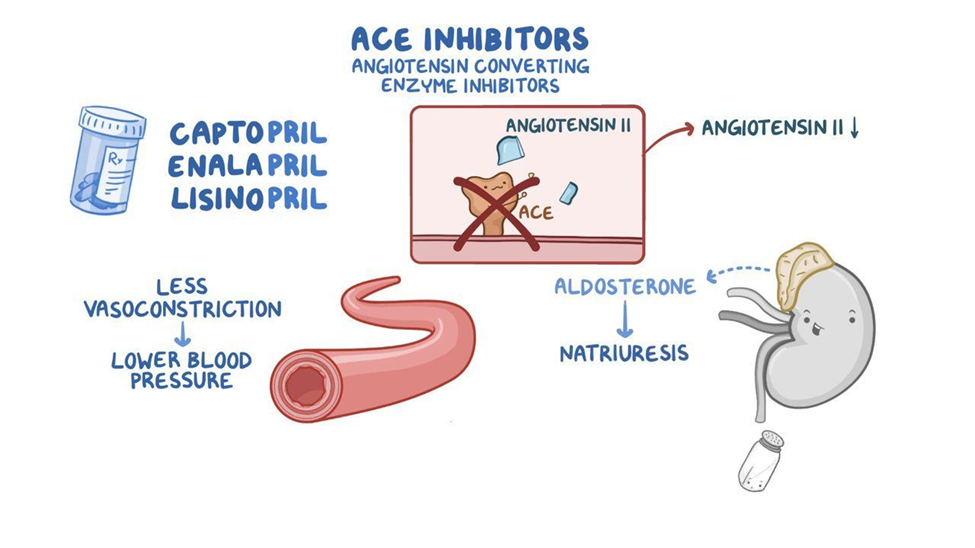 Hình minh họa cơ chế thuốc ức chế men chuyển (ACEi) giúp giảm tạo angiotensin II, giảm co mạch và aldosterone, từ đó tăng thải natri và hạ huyết áp