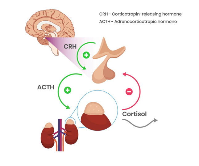 Toàn cảnh về Cortisol – Mảnh ghép trung tâm của hệ nội tiết và miễn dịch. Hinh họa quá trình tiết cơ chế feedback âm của cortisol lên hạ đồi và tuyến yên.