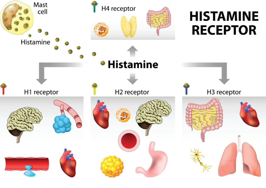 Cơ chế của Histamine và góc nhìn toàn diện về phản ứng dị ứng. Sơ đồ minh họa histamine được phóng thích từ mast cell và tác động lên các thụ thể H1, H2, H3, H4 tại nhiều cơ quan khác nhau