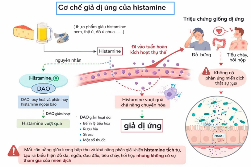 
Hình minh họa tóm tắt  giả dị ứng do histamine từ thực phẩm giàu histamine