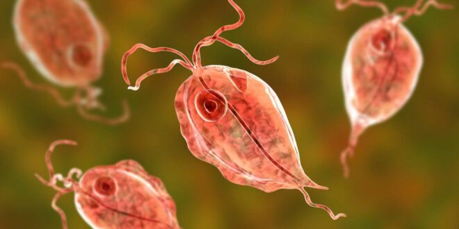 20191225 145516 666649 trichomonas max 1800x1800 jpg 48a20254be