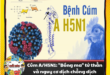 Cúm A/H5N1: "Bóng ma" tử thần và nguy cơ dịch chồng dịch - Đừng để sự chủ quan phải trả giá bằng tính mạng Hinh anh 1