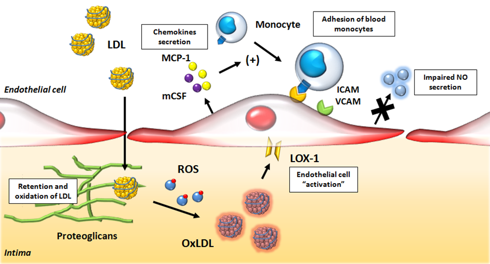 Hình minh họa giai đoạn sớm của xơ vữa động mạch.
Nguồn: hatana, C., Saini, N. K., Chakrabarti, S., Saini, V., Sharma, A., Saini, R. V., & Bhalla, A. (2020). Mechanistic insights atherosclerosis. Oxidative Medicine and Cellular Longevity, 2020, 5245308.
