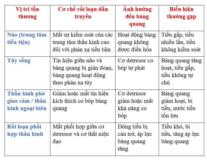 
Bảng tổng hợp các vị trí tổn thương trong bàng quang thần kinh và cơ chế bệnh sinh