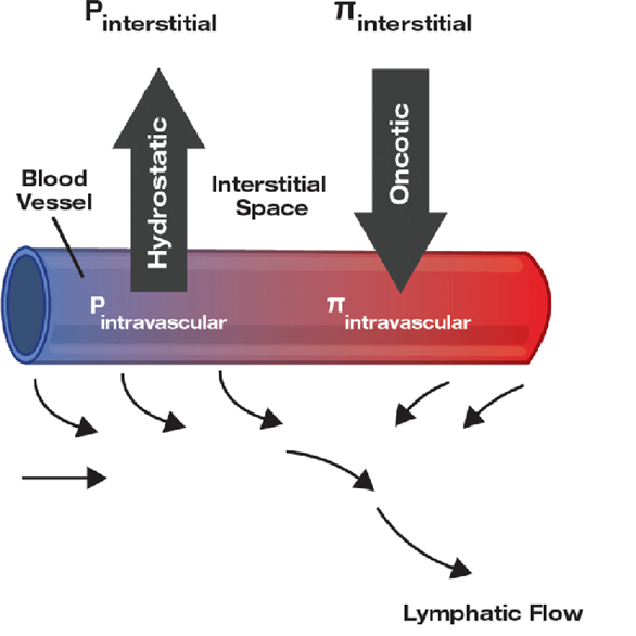 Cơ chế gây phù phổi trong suy tim: Nguyên nhân và các giai đoạn trong cơ chế bệnh sinh image 12