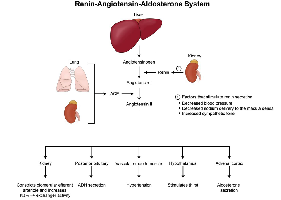 Cơ chế gây phù phổi trong suy tim: Nguyên nhân và các giai đoạn trong cơ chế bệnh sinh image 15