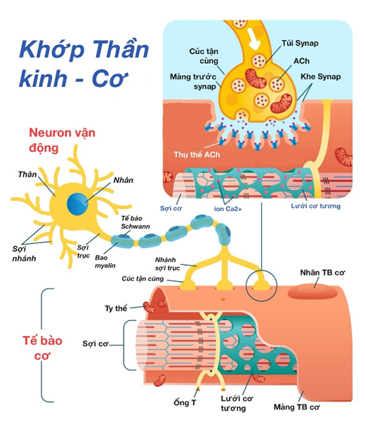 Hình ảnh miêu tả tổng quan khớp thần kinh- cơ
