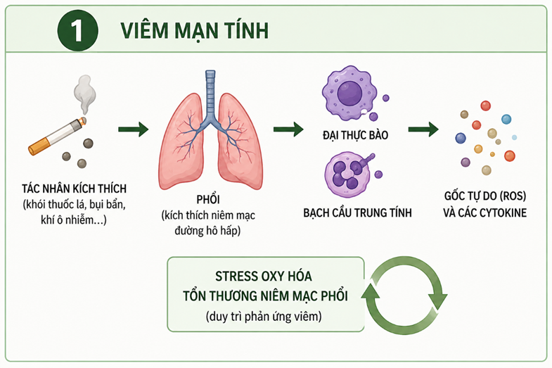 Hình ảnh minh họa giai đoạn viêm mạn tính trong Khí phế thủng 