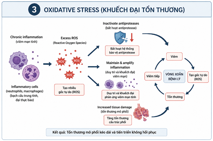 Hình ảnh minh họa giai đoạn stress oxy hóa trong Khí phế thủng 