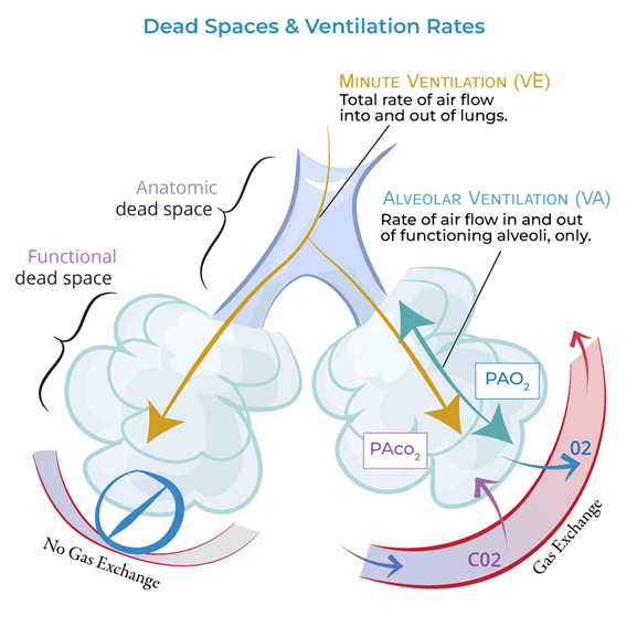 Hình minh họa mối liên hệ giữa khoảng chết (dead space) và các loại thông khí trong phổi.