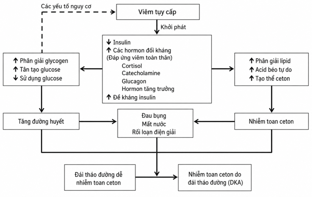 Hình minh họa cơ chế viêm tụy cấp dẫn đến nhiễm toan ceton do đái tháo đường (DKA).